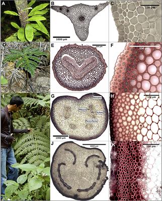 Geometry, Allometry and Biomechanics of Fern Leaf Petioles: Their Significance for the Evolution of Functional and Ecological Diversity Within the Pteridaceae